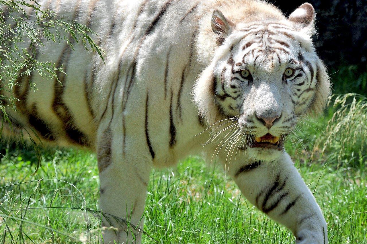 IL BIOPARCO DI ROMA ACCOGLIE GLADIO, LA TIGRE DEL BENGALA